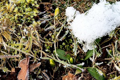 Leucojum vernum - bledule jarní - pupeny